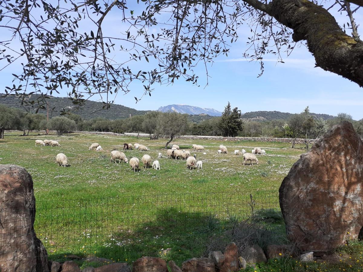 Agriturismo Pira Pinta Bed and Breakfast Dorgali Esterno foto